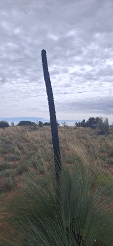 Xanthorrhoea thorntonii, photograph 6