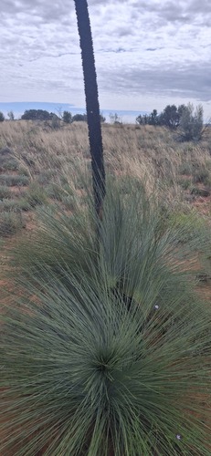 Xanthorrhoea thorntonii, photograph 5
