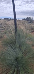 Xanthorrhoea thorntonii, photograph (c) maxark, some rights reserved (CC BY)