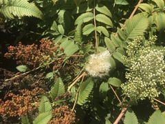 Sorbaria sorbifolia