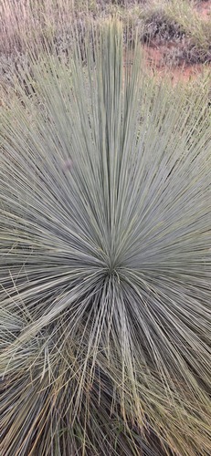 Xanthorrhoea thorntonii, photograph 2