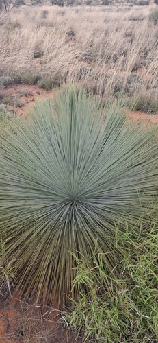 Xanthorrhoea thorntonii, photograph 3