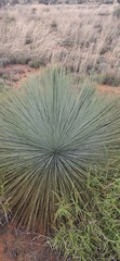Xanthorrhoea thorntonii, photograph (c) maxark, some rights reserved (CC BY)
