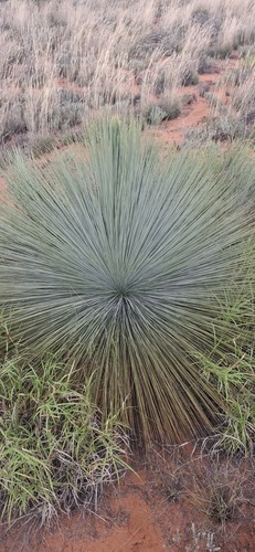 Xanthorrhoea thorntonii, photograph 4