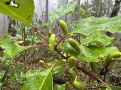 Lomatia arborescens