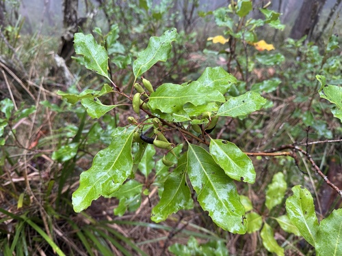 Lomatia arborescens, photograph 1