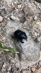 Anoplotrupes stercorosus