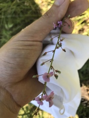 Desmodium paniculatum paniculatum