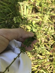 Desmodium paniculatum paniculatum