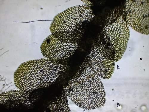 Image of Calypogeia muelleriana by (c) Daniel Buczkiewicz, some rights reserved (CC BY-SA)