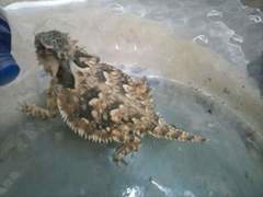 Phrynosoma coronatum