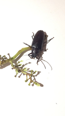 Rhaesus serricollis