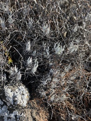 Dudleya attenuata