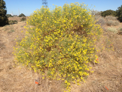 Senecio flaccidus douglasii