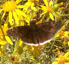 Senecio flaccidus douglasii