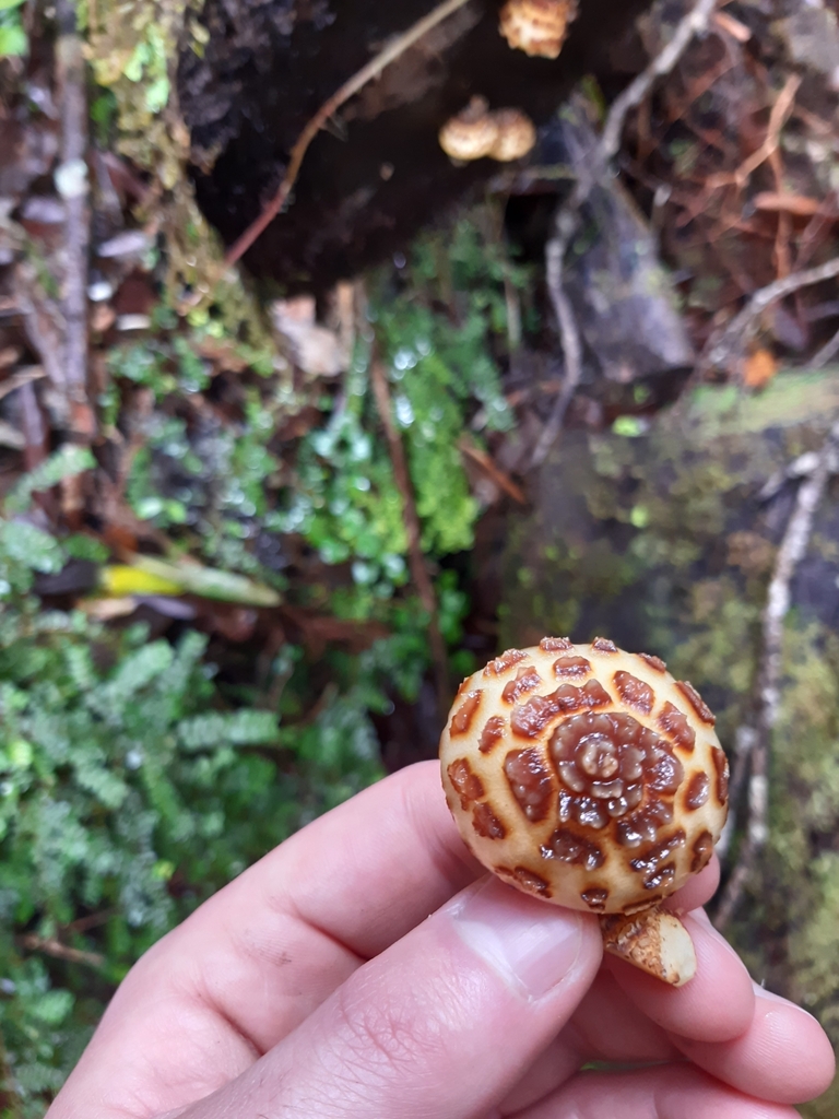 Pholiota glutinosa · April 2025 · photo: © georgecox (iNaturalist, cc0)