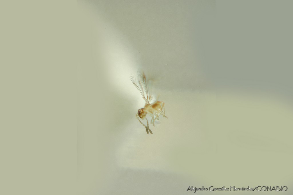 Anagrus takeyanus