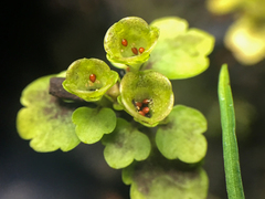Chrysosplenium