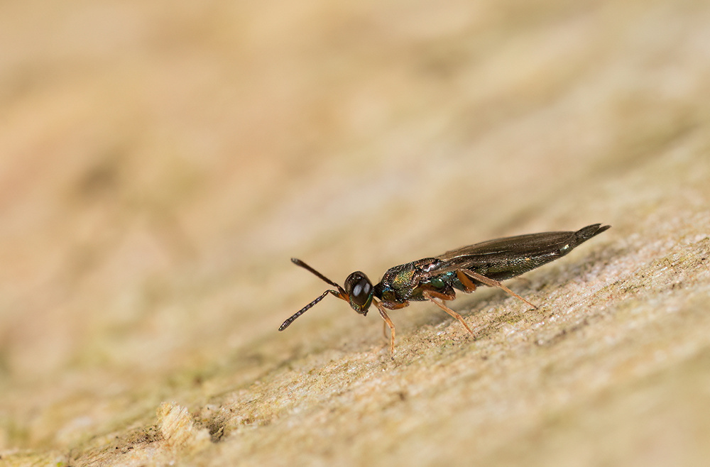 Calosota vernalis