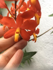 Prosthechea vitellina