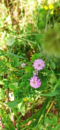 Reversed clover