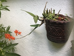 Prosthechea vitellina