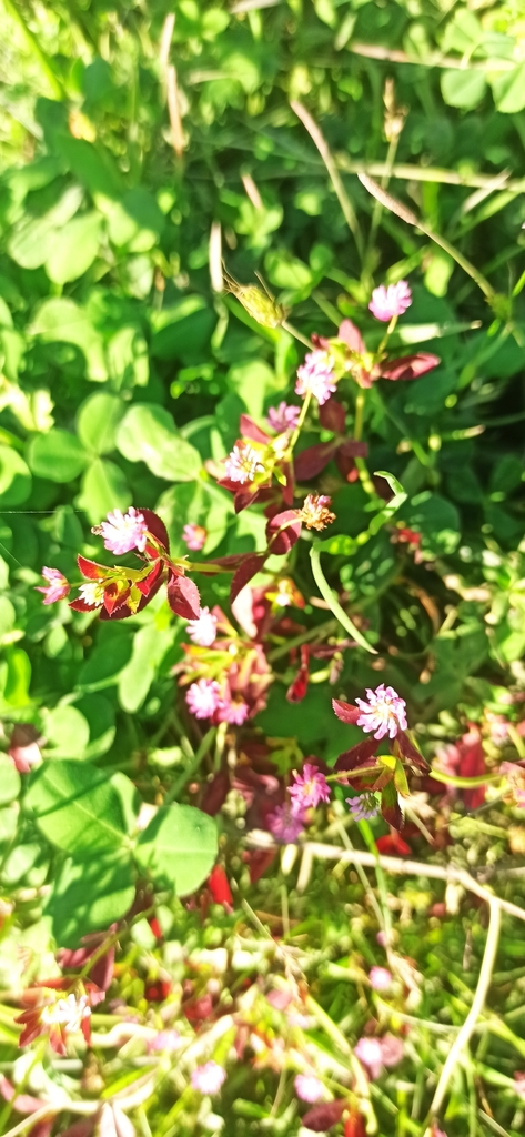 Reversed clover