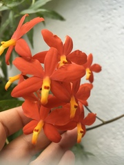 Prosthechea vitellina