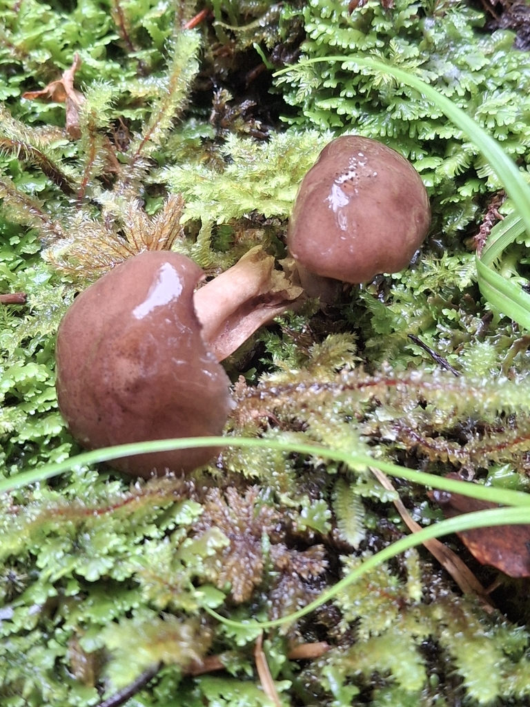 Armillaria novae-zelandiae · April 2025 · photo: © jupal04 (iNaturalist, cc-by)