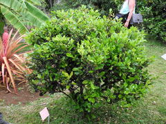 Citrus hystrix