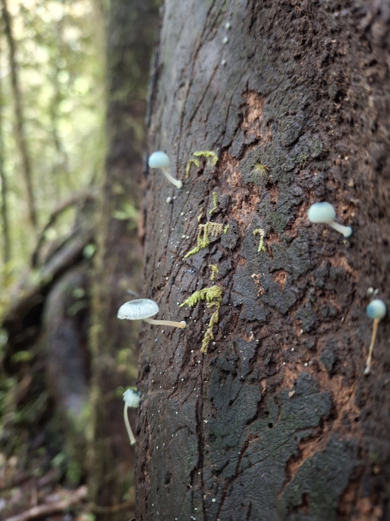 Mycena interrupta · April 2025 · photo: © jupal04 (iNaturalist, cc-by)
