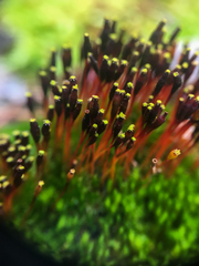 Tetraplodon mnioides