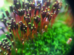 Tetraplodon mnioides