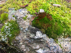 Tetraplodon mnioides