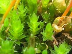 Tetraplodon mnioides