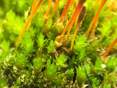 Tetraplodon mnioides