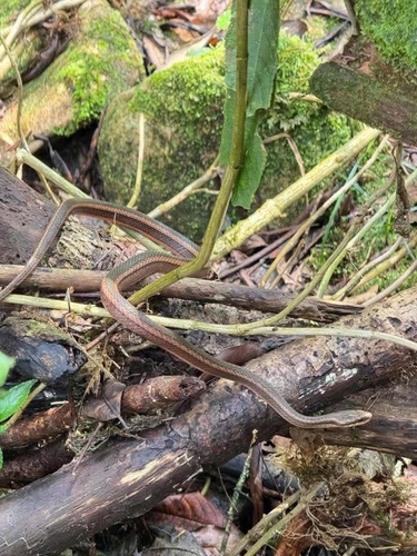 Jingdong Keelback Snake