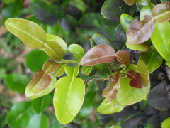 Citrus hystrix