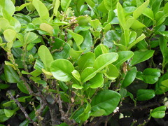 Citrus hystrix