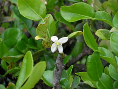 Citrus hystrix