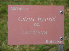 Citrus hystrix