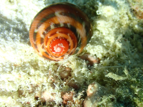 Cat's-eye shell