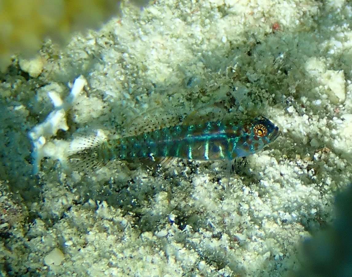 Dotted Dwarfgoby photo 7