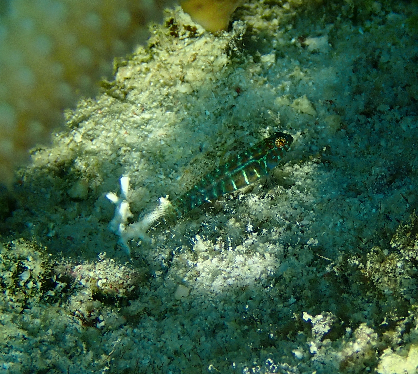 Dotted Dwarfgoby photo 8