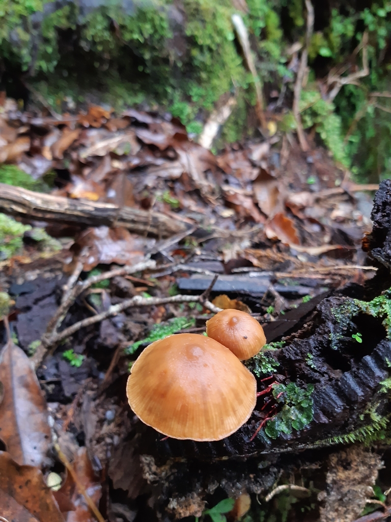Galerina patagonica · April 2025 · photo: © georgecox (iNaturalist, cc0)