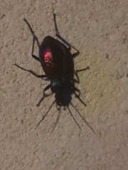 Carabus hispanus