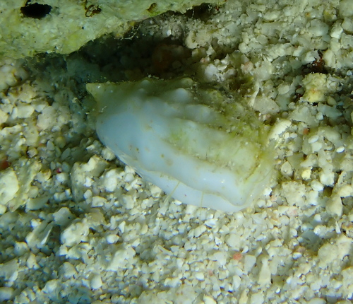 Nassarius granifer observed 2024-08-13