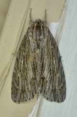 Acronicta lithospila