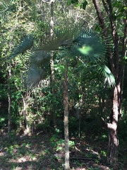 Coccothrinax argentea