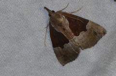 Hypena bijugalis